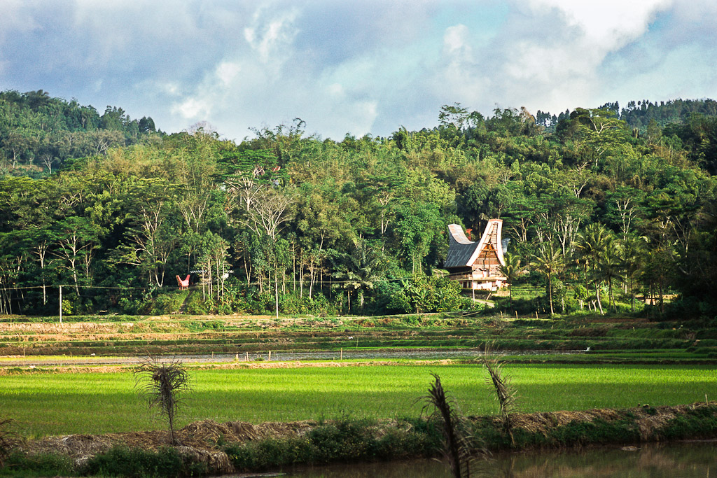 Sulawesi 16