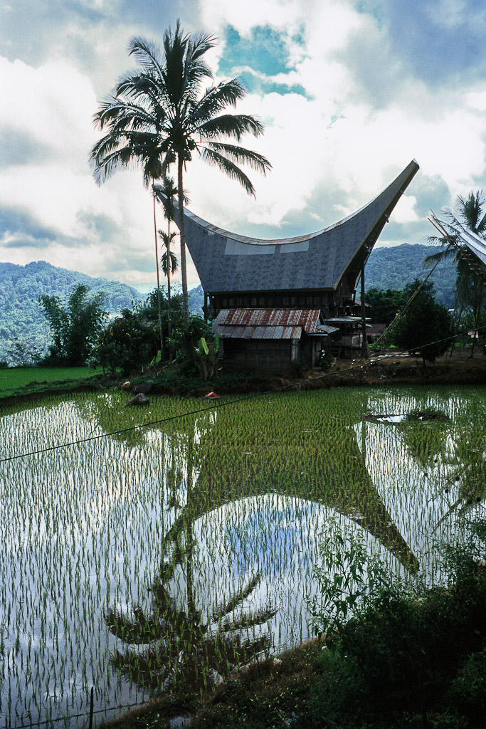 Sulawesi 26
