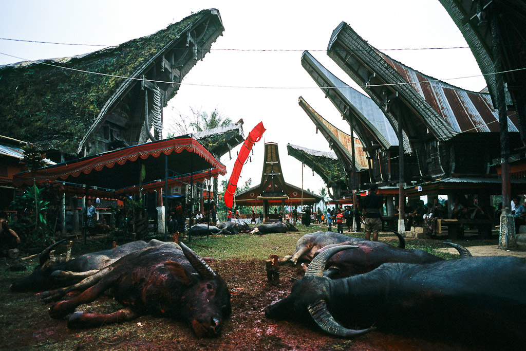Sulawesi 7