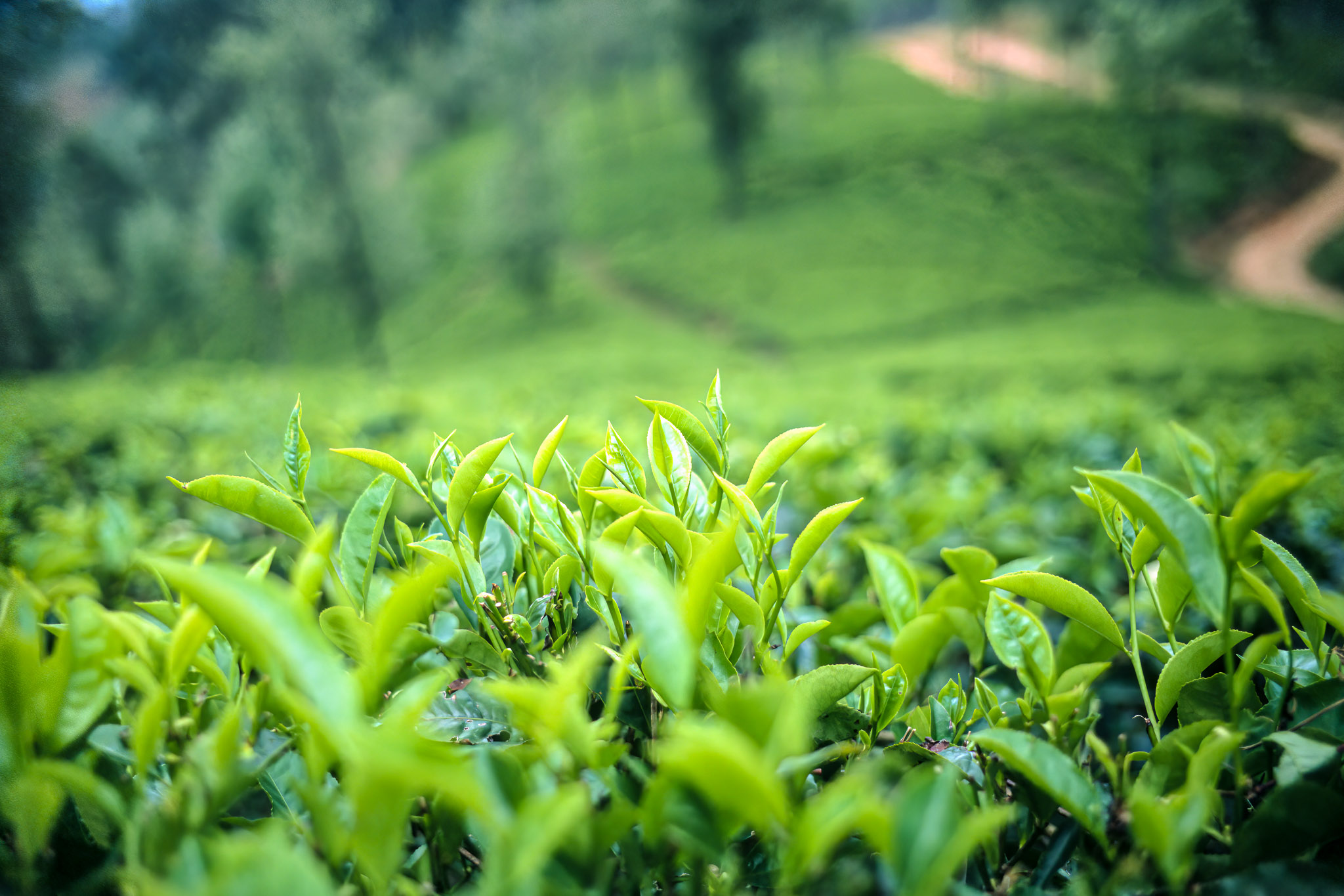 Sri Lanka