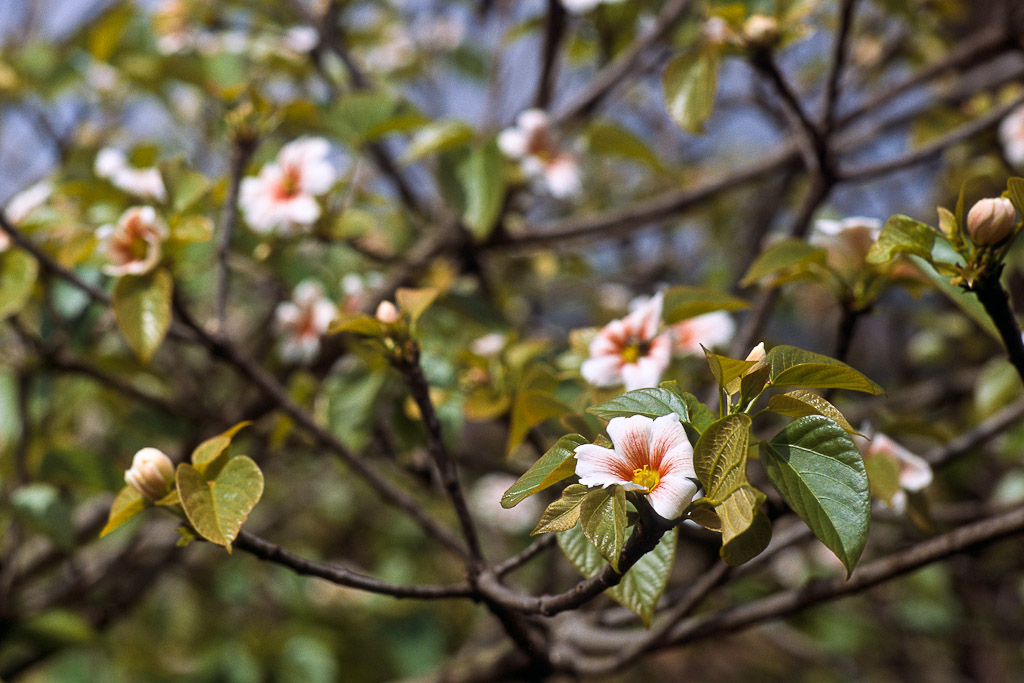 Sur la route d'Antsirabe