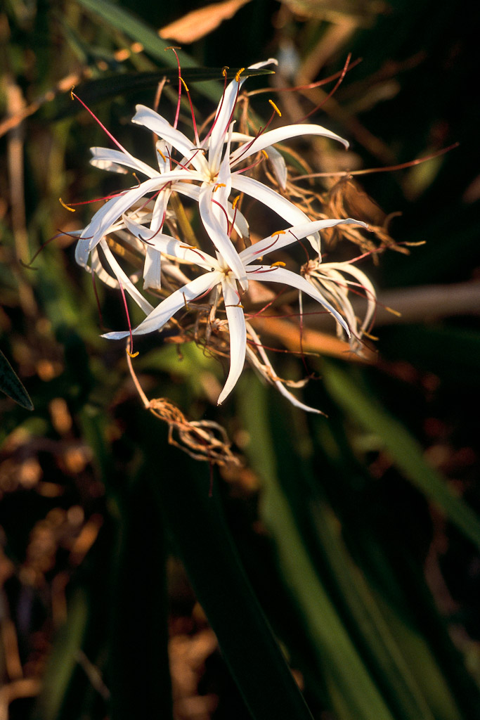 Parc de l'Andringitra