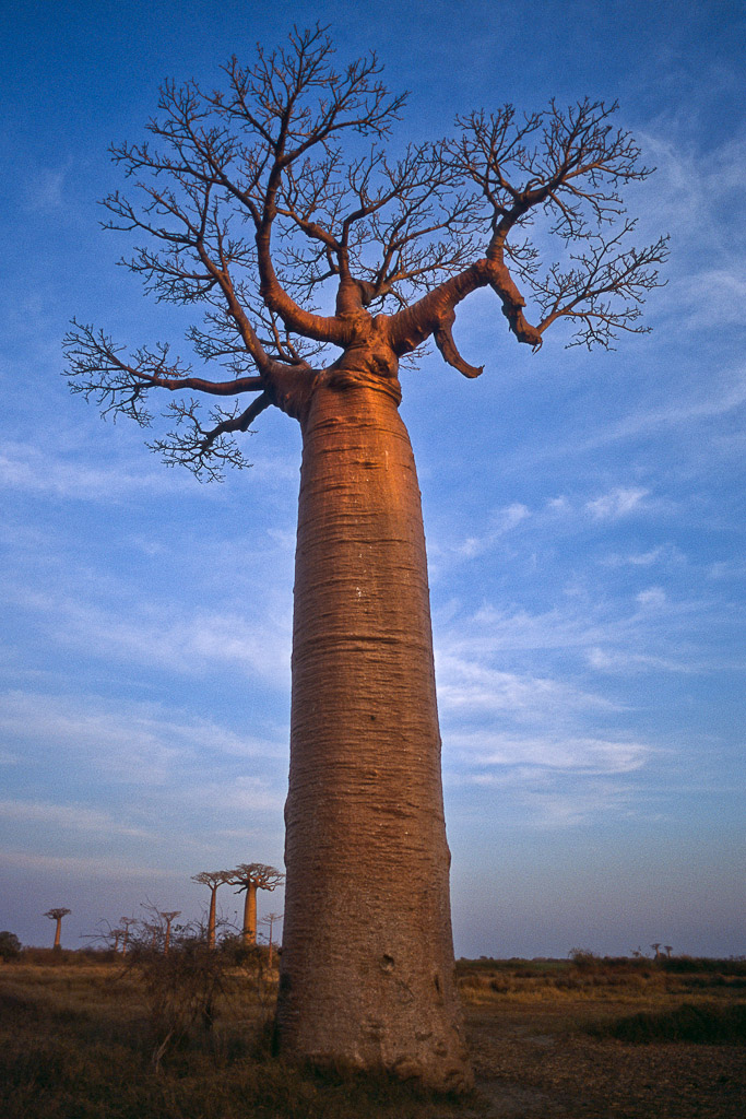 Allée des Baobabs