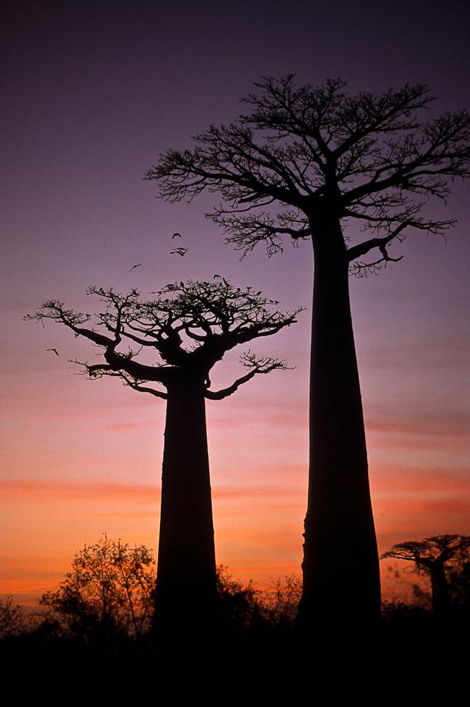 Allée des Baobabs