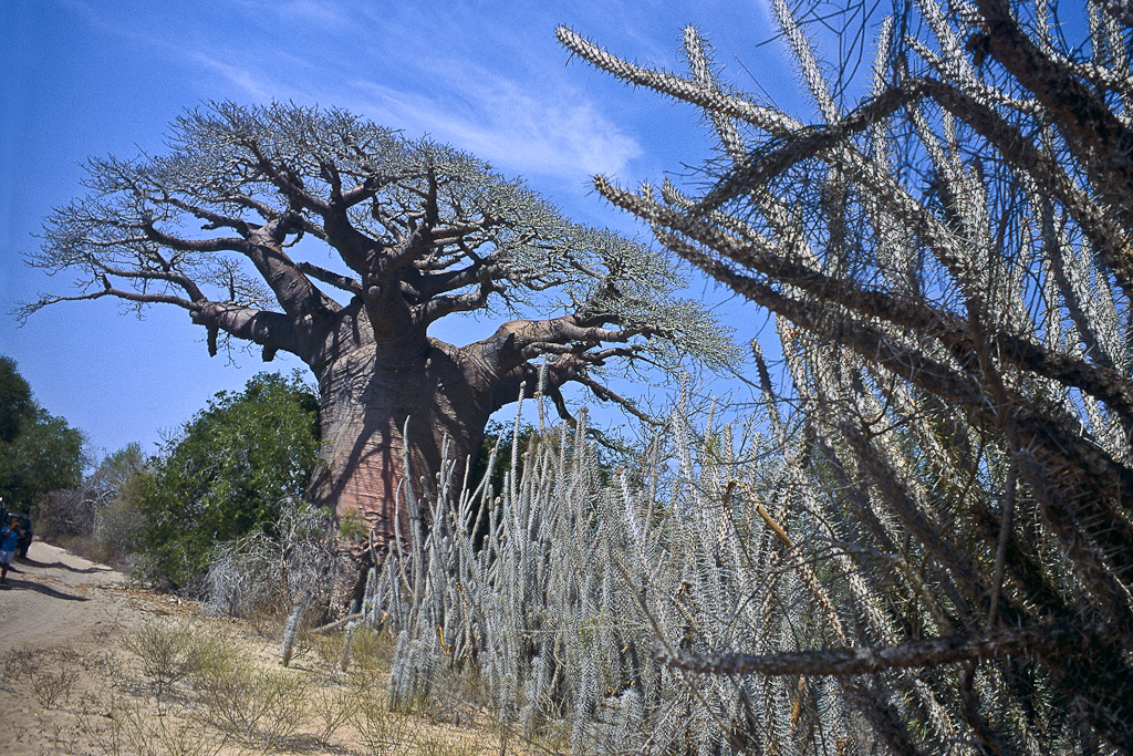 Sur la route d'Andavadoaka