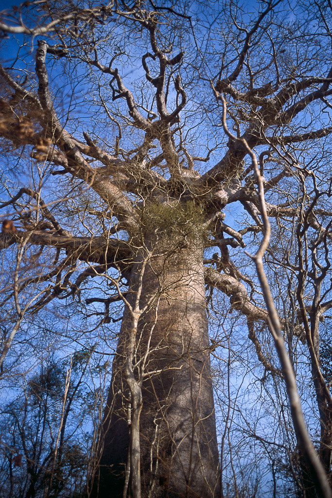 Sur la route de Morondava