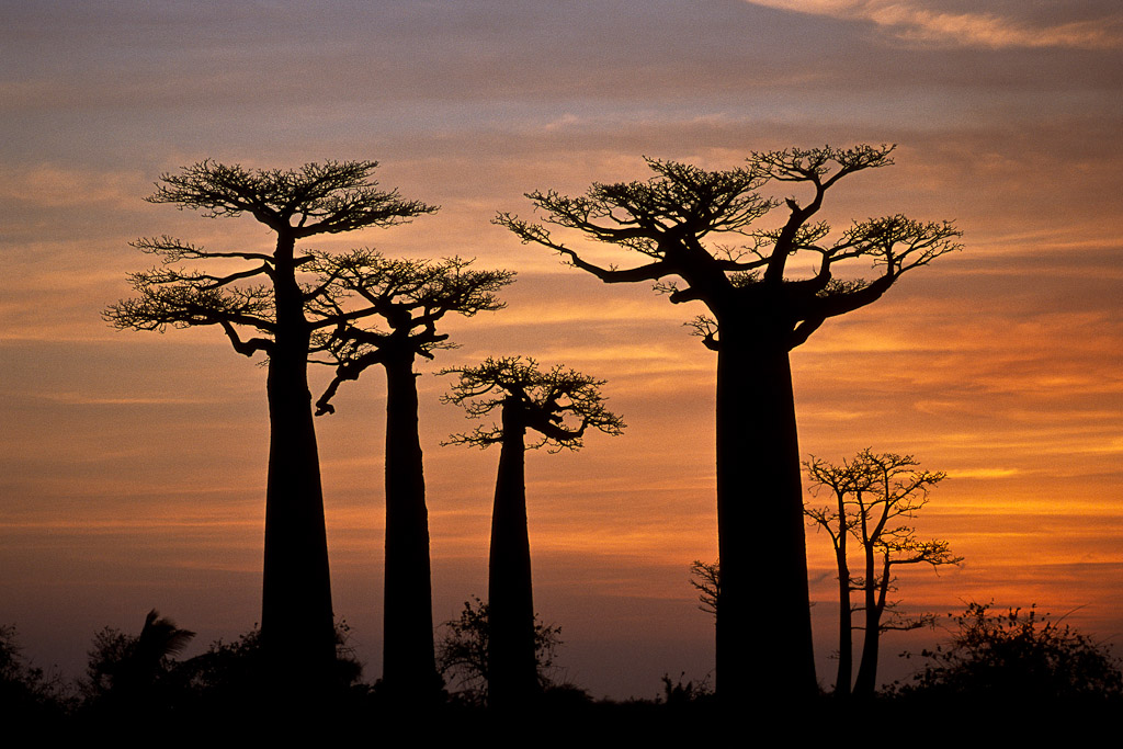 Allée des Baobabs
