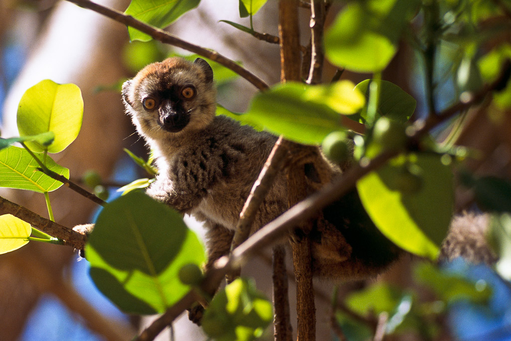 Sur le fleuve Tsiribihina
